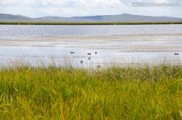四川若尔盖花湖自然湿地
