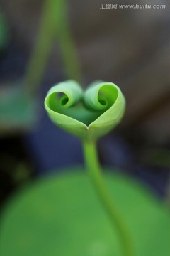 荷