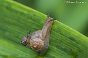 蜗牛