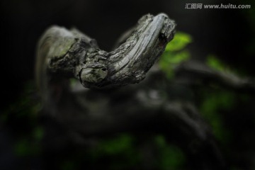 枯树