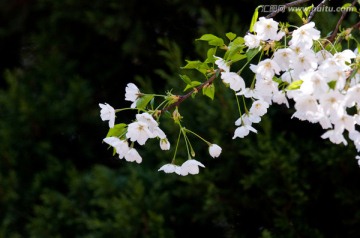 春天 樱花