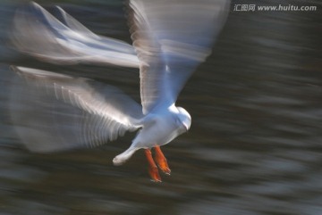 慢门海鸥