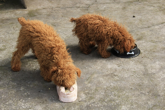 葡萄牙水犬 考德阿古阿犬