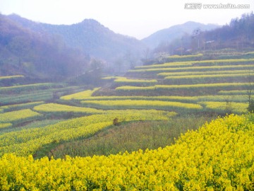 山里的梯田开满油菜花