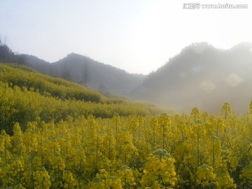 山里的梯田开满油菜花