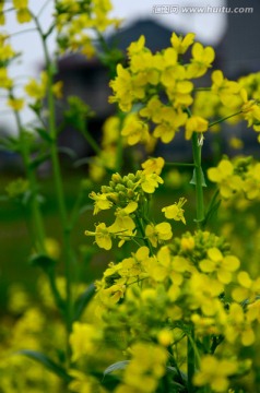 油菜花