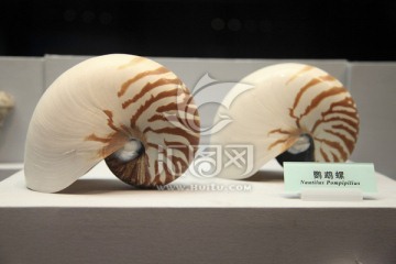 海螺 海洋生物 鹦鹉螺