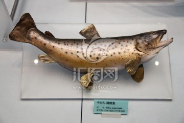 海洋生物 海鱼 褐鲑鱼