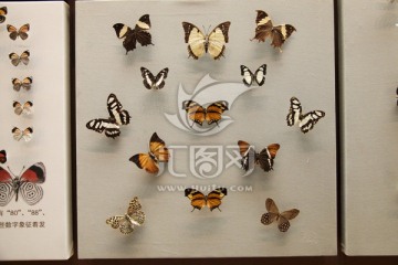 蝴蝶 标本