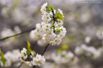 梨花