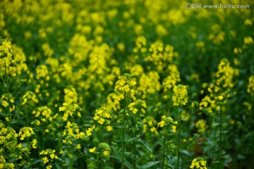 油菜花