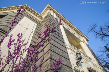 清华大学 清华学堂 紫荆花