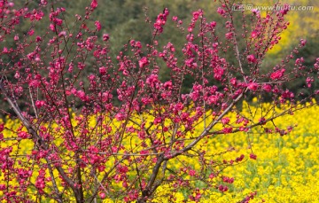 春天 桃花 油菜花