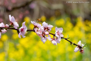 春天 油菜花 蜜蜂