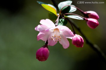 春天 海棠花