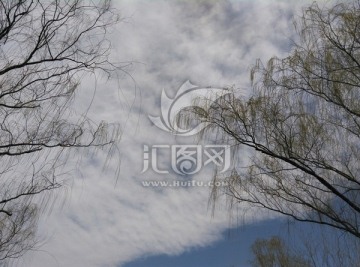 嫩柳蓝天