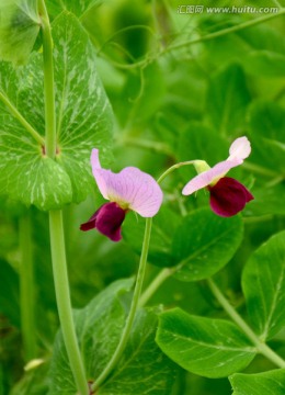 浪漫豆角花