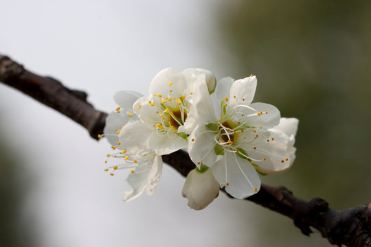 小白花