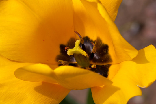 郁金香花