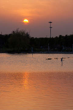 夕阳红