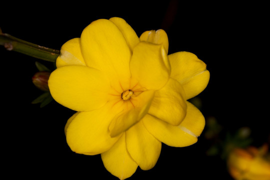 迎春花