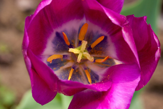 郁金香花