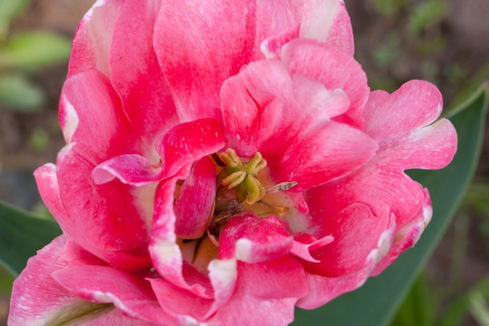 郁金香花