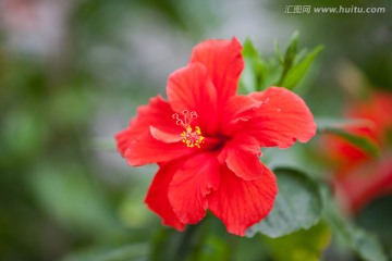 朱槿 大红花