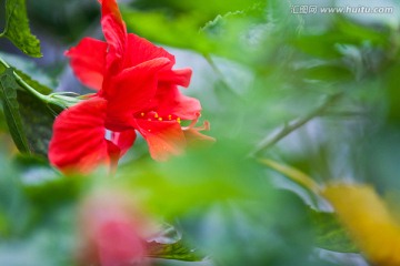朱槿 大红花