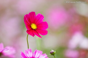 波斯菊 格桑花