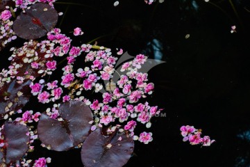 水面落花