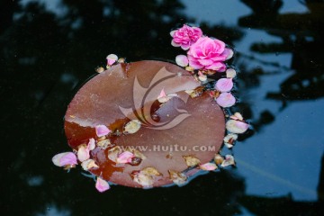 水面落花