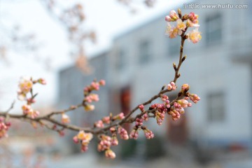 樱桃花