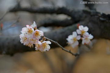 樱桃花