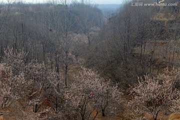 樱桃花