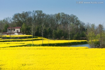 春天 田园风光 油菜花