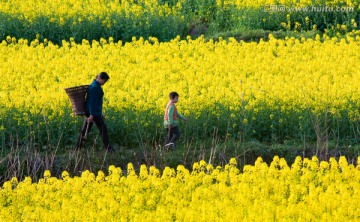 油菜花 春天