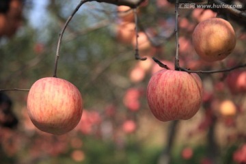 苹果