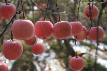 苹果