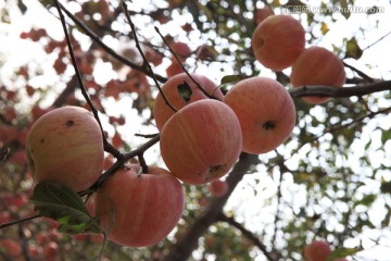 苹果