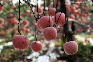 苹果