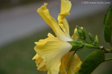 公园植物花朵