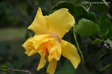公园植物花