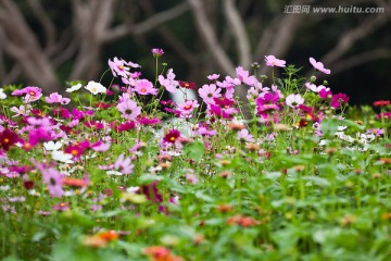 波斯菊 格桑花