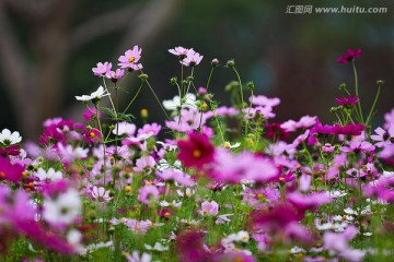 波斯菊 格桑花