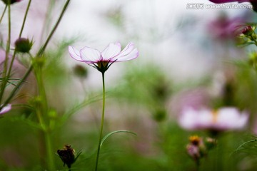 波斯菊 格桑花