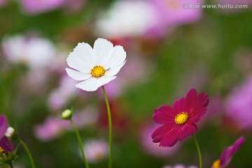 波斯菊 格桑花