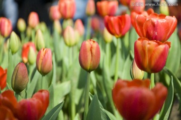 郁金香花园