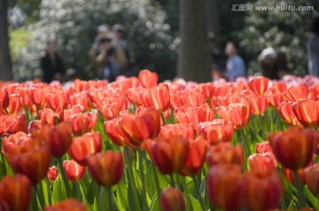 阳光下的郁金香花海