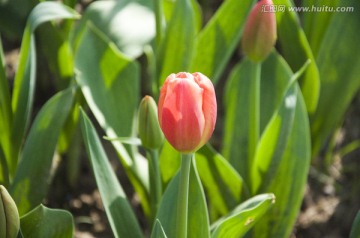 郁金香花苞